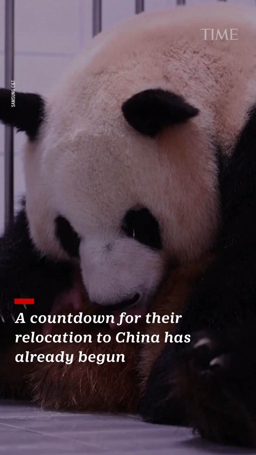 TIME Magazineのインスタグラム：「A giant panda named Ai Bao has given birth to a pair of twin female cubs in South Korea」
