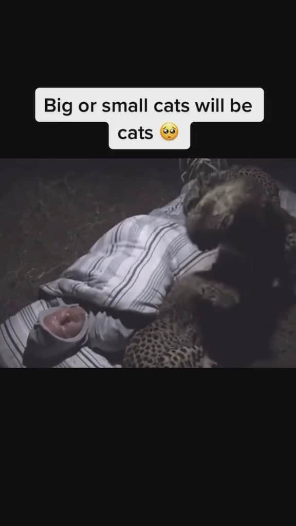 Cute baby animal videos picsのインスタグラム：「Aww 🥹 this warms my heart! Song : YOU AND ME @bigsteppadrew  - - Follow us @cutie.animals.page for more !! 💙 - - Credit 📸 @himynameiscolekatayama DM for removal)🙏🏻 - - #animals #nature #animal #pets #love #cute #wildlife #pet #cats #dog #photography #dogs #instagram #cat #naturephotography #of #photooftheday #dogsofinstagram #animallovers #wildlifephotography #petsofinstagram #birds #catsofinstagram #instagood #petstagram #art #animalsofinstagram #puppy #bird #bhfyp」