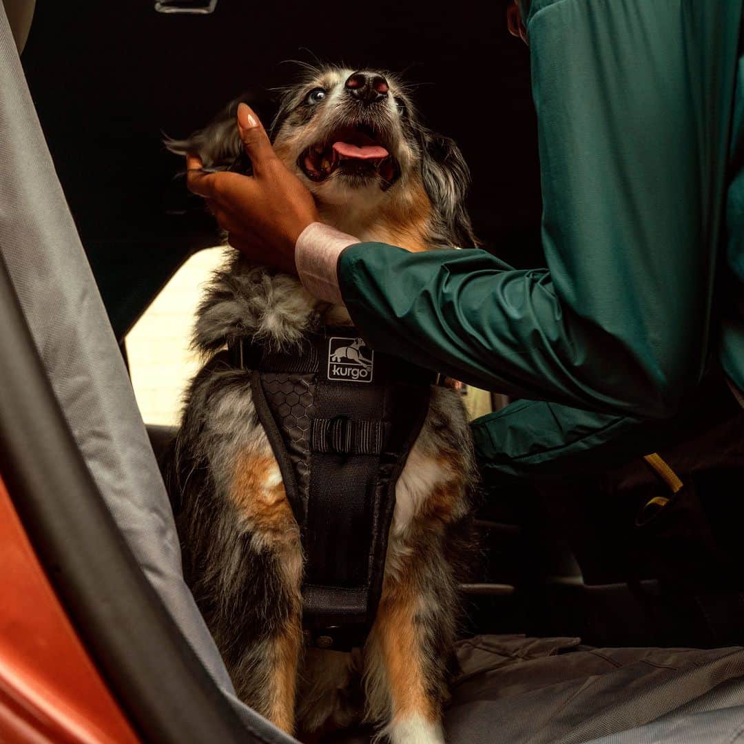 Lexus USAのインスタグラム：「The #DogDaysOfSummer are officially here - which means it’s time to hit the road and make unforgettable memories with your canine copilot. 🐶   *Accessories shown are not designed, manufactured or evaluated by Lexus. Installation may impact your vehicle’s warranty. The accessories shown are not warranted by Lexus and Lexus disclaims all liability therefor. For information on the applicable third-party warranty, see Kurgo.com.」
