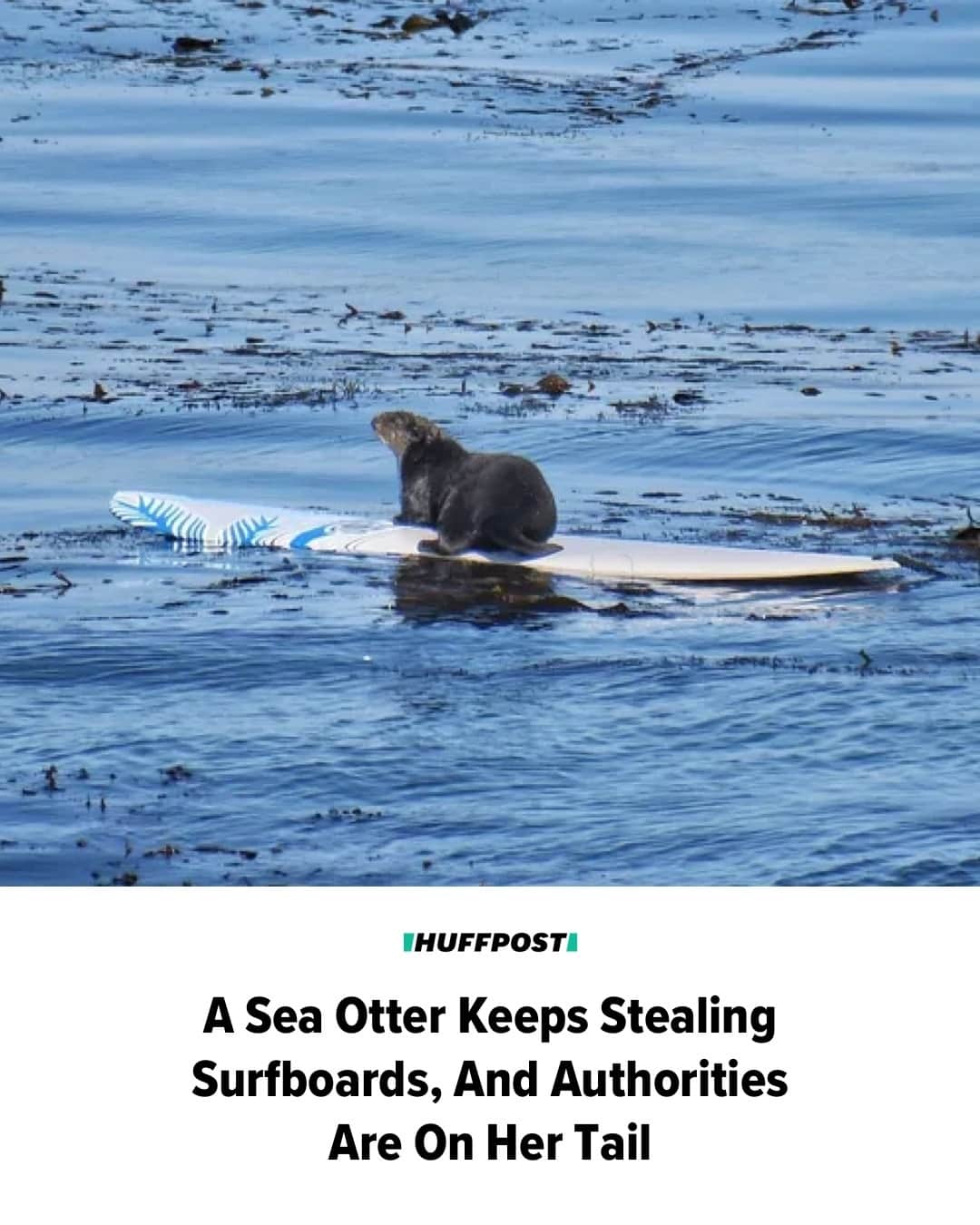 Huffington Postさんのインスタグラム写真 - (Huffington PostInstagram)「A California sea otter with a penchant for snatching surfboards is on the lam after wildlife officials determined she’s putting herself and humans at risk.⁠ ⁠ She’s known as Otter 841. The now-5-year-old female began approaching surfers, kayakers and paddleboarders off the coast of Santa Cruz in 2021. Since then, she’s become bolder.⁠ ⁠ In a video taken last year, 841 can be seen climbing atop a surfboard in the water, then lunging at and chasing the surfer when he tries to get his board back. She also ripped a couple of chunks out of the board.⁠ ⁠ Last weekend, 841 was seen stealing surfboards three different times, The New York Times reported.⁠ ⁠ On Monday, the California Department of Fish and Wildlife announced that a group of experts would attempt “to capture and rehome” the otter, per the Times.⁠ ⁠ See more photos and video at our link in bio. // 📷️: Mark Woodward/Native Santa Cruz // 🖊️: Hilary Hanson」7月15日 1時14分 - huffpost