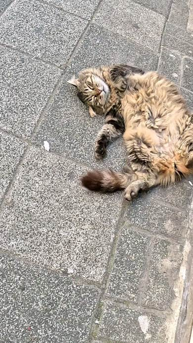 感動猫動画のインスタグラム：「君リラックスし過ぎだろ #istanbul #トルコ #イスタンブール #猫 #感動猫動画」