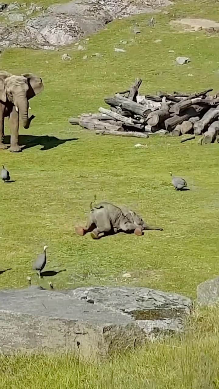 Baby Animalsのインスタグラム：「If this isn’t the cutest thing you’ve seen today, then I don’t know what is! 😊  Video credit: @jonassjostrom.se   #babyanimals #babyelephants #elephant #elephants #animalsofinstagram #animallovers #animallover #elephantlove #sanctuary #animallove」