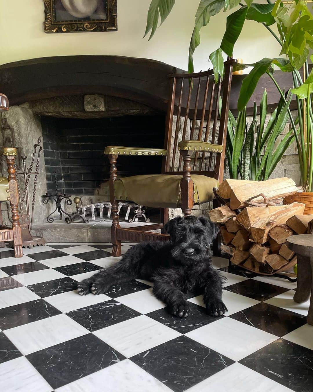 桐島かれんのインスタグラム：「ホッパー、明日で生後4ヶ月。 #ジャイアントシュナウザー #giantschnauzer」