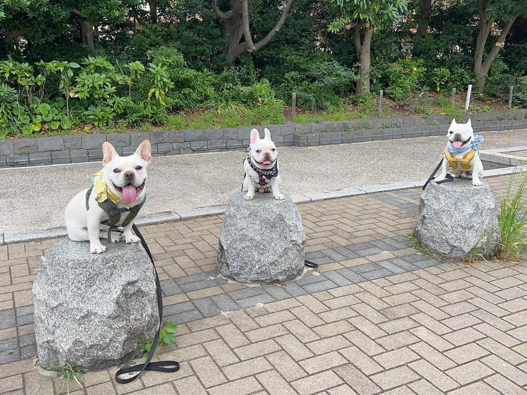 つの丸のインスタグラム：「大👅、小👅、中👅  #frenchbulldog #フレンチブルドッグ #ふがれす #ふがふがれすきゅークラブ #保護犬 #保護犬を家族に #保護犬を家族に迎えるという選択肢 #フレ吉124号」