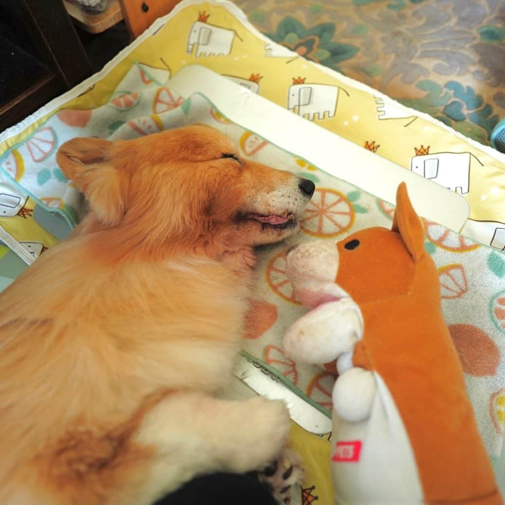 たきむらりゅうさんのインスタグラム写真 - (たきむらりゅうInstagram)「寝てる間にちょっとずつ絵を描いてます🎨  #コーギー #犬 #絵 #アート #イラスト #アニメ #アニメーション #corgi #corgidog #dog #illustration #art #anime #animation #animals」7月15日 12時10分 - 1corgi_dogs
