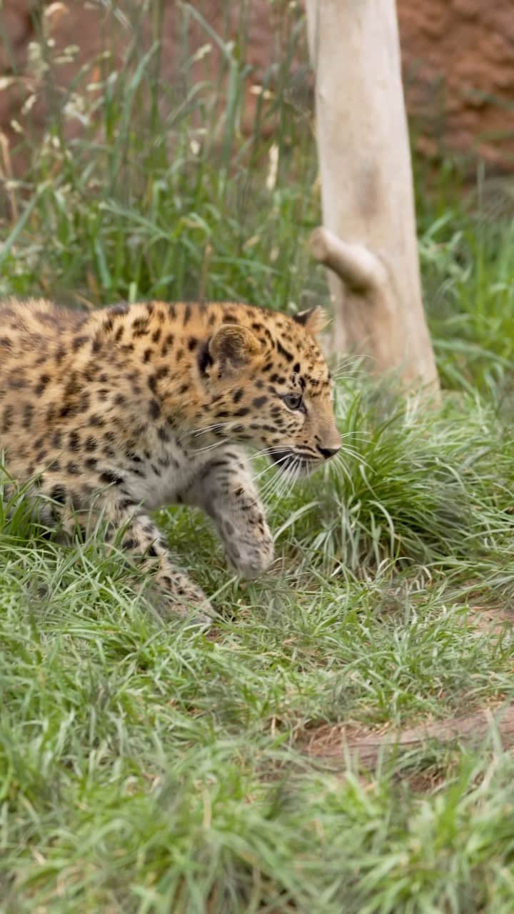 San Diego Zooのインスタグラム：「Fast & furriest 💨  #AmurLeopard #Cubs #Speedy #SanDiegoZoo」