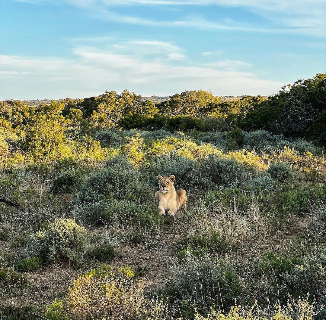 ジョアン・ディファイさんのインスタグラム写真 - (ジョアン・ディファイInstagram)「Always a gift to come witness the magic of this place ❤️‍🔥🇿🇦」7月15日 4時57分 - johannedefay