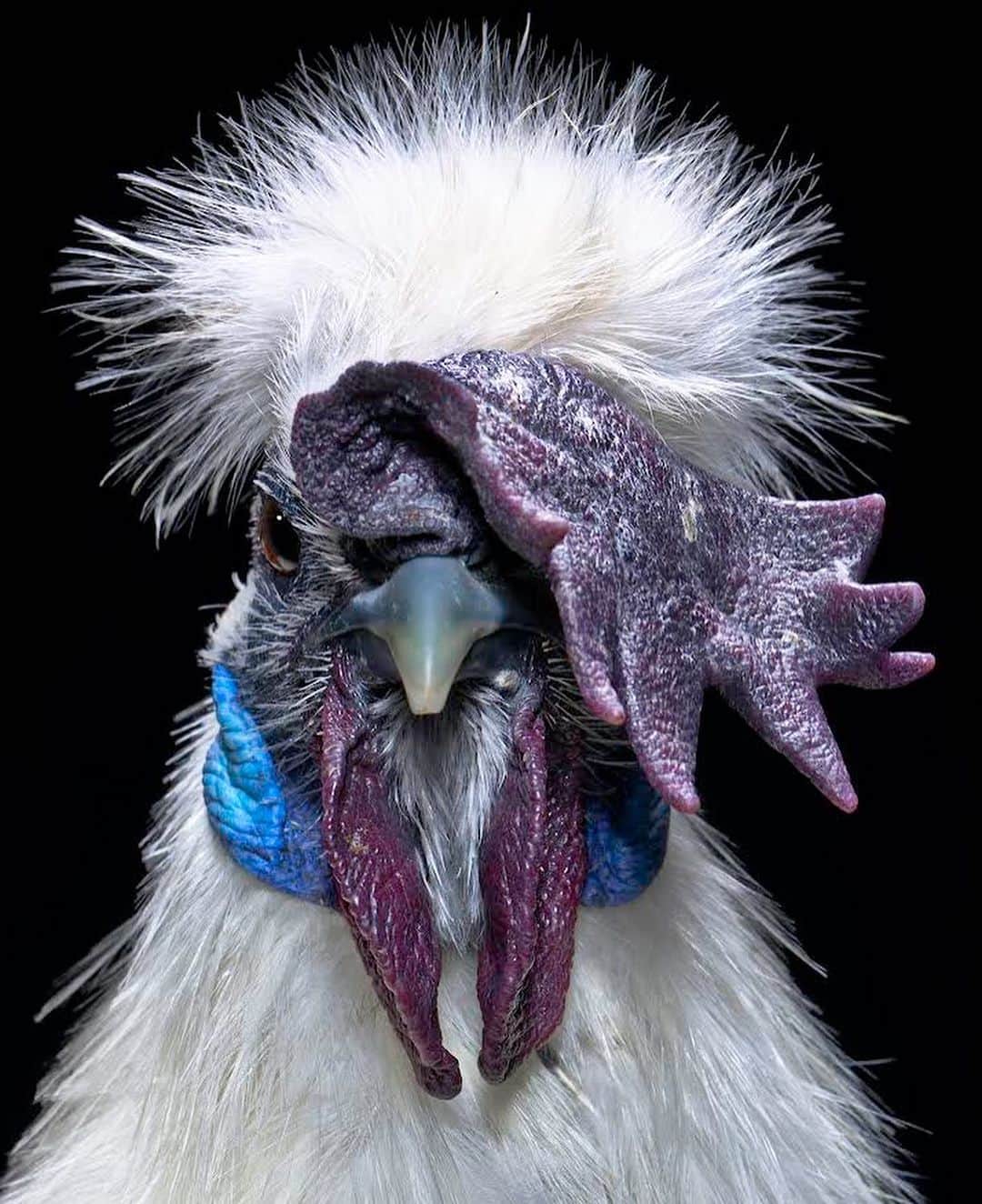 Robert Clarkさんのインスタグラム写真 - (Robert ClarkInstagram)「While traveling for #NatGeo on a story, Evolution of Feathers, I saw my first Silkie in a live market in Liaoning Province. @davidcoventry and I purchased the bird, had our photo session & then returned him to his home. Silkies most likely made their way to the West on the Silk Route and maritime trade. Once Silkies became more common in the West, many myths were perpetuated about them. Early Dutch breeders told buyers they were the offspring of chickens and rabbits. Liaoning Province in northeastern China has some of the most important fossil beds in the world. Since the early 1990s, thousands of fossil plants and animals--including insects, fish, dinosaurs, birds, amphibians and mammals--have been found in Liaoning. These discoveries are notable not just for the number and diversity of species that have been found, the Liaoning fossils are also amazingly well-preserved. Delicate features like skin texture and feathers are clearly visible in many of the animal specimens. Indeed, the discovery of numerous feathered dinosaurs in Liaoning continues to reveal important information about the origin of feathers and flight, as well as the evolution of birds. It is unknown exactly where or when these fowl with their singular combination of attributes first appeared, but the most well documented point of origin is ancient China. The earliest surviving Western written account of Silkies comes from Marco Polo, who wrote of a "furry" chicken in the 13th century during his travels in Asia. The adaptation in color, size, survival behaviors to different environments will never cease to amaze me. Working on my book about birds is always a pleasure. I love birds.」7月15日 5時26分 - robertclarkphoto