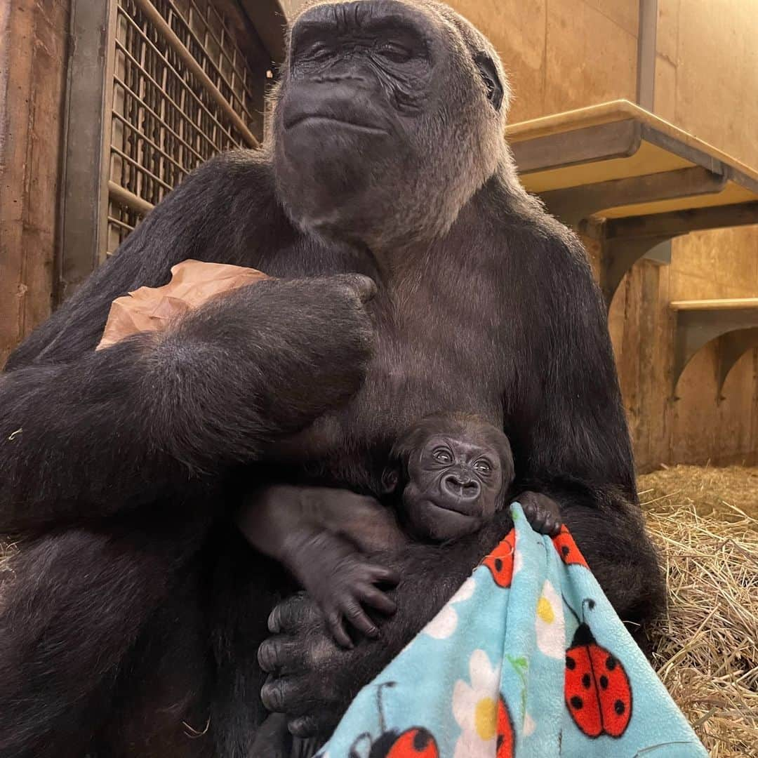 スミソニアン国立動物園さんのインスタグラム写真 - (スミソニアン国立動物園Instagram)「❤️🦍 Our 6-week-old baby gorilla, Zahra, is becoming more curious about the world beyond her mother's protective arms. Get the latest #GorillaStory update from primate keeper Lynne McMahan! ✏️STORY: https://s.si.edu/44JophZ.」7月15日 6時30分 - smithsonianzoo