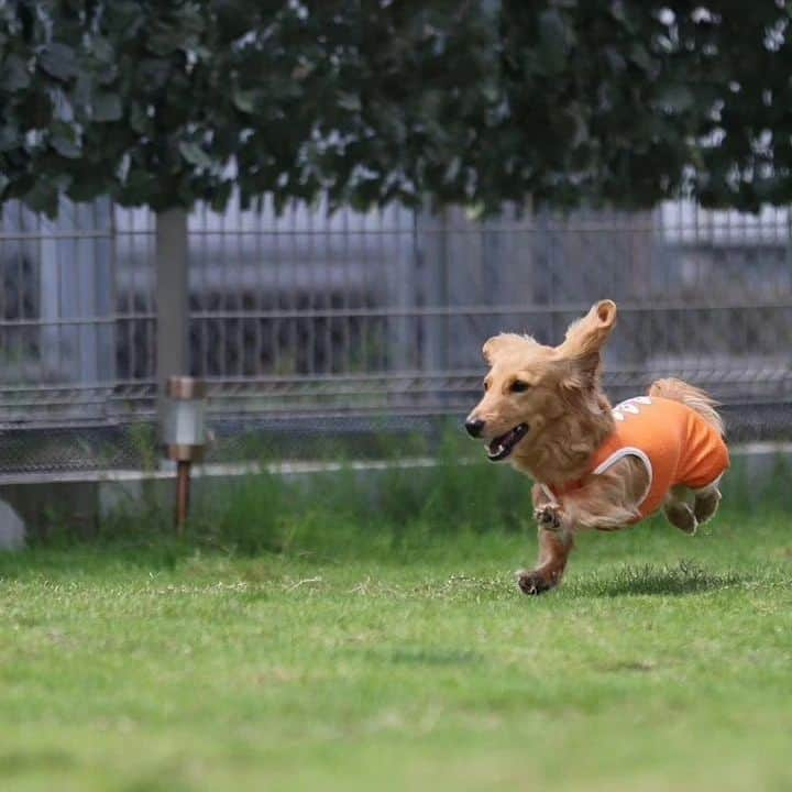 ピックのインスタグラム