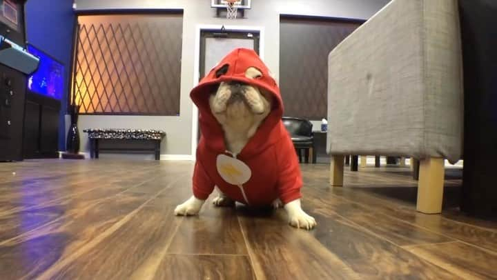 Manny The Frenchieのインスタグラム