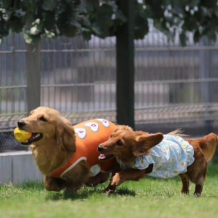 ピックさんのインスタグラム写真 - (ピックInstagram)「ピク＆ピコ2人バージョン🐶🐶🐾🐾💨💨 、 @maininataku  たっくんママさん撮影 ありがとうございました! 、 #仲良し兄妹 #兄妹  #ドックラン #楽しそう  #愛知県 #ダック部 #イッヌ #いぬバカ部 #pecoいぬ部 #peppyフォト部 #dachshundlove #doggy #dogstagram_japan #イヌスタグラム #いぬすたぐらむ #たんそく部 #いぬのいる暮らし #犬の居る生活 #miniaturedachshund #犬 #dog #todayswanko #pecoいぬ部 #わんわん小学校 #lovedogs #犬好きな人と繋がりたい」7月15日 6時32分 - pick09040904