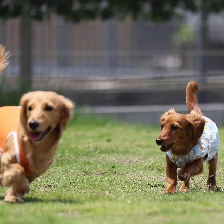 ピックさんのインスタグラム写真 - (ピックInstagram)「ピク＆ピコ2人バージョン🐶🐶🐾🐾💨💨 、 @maininataku  たっくんママさん撮影 ありがとうございました! 、 #仲良し兄妹 #兄妹  #ドックラン #楽しそう  #愛知県 #ダック部 #イッヌ #いぬバカ部 #pecoいぬ部 #peppyフォト部 #dachshundlove #doggy #dogstagram_japan #イヌスタグラム #いぬすたぐらむ #たんそく部 #いぬのいる暮らし #犬の居る生活 #miniaturedachshund #犬 #dog #todayswanko #pecoいぬ部 #わんわん小学校 #lovedogs #犬好きな人と繋がりたい」7月15日 6時32分 - pick09040904