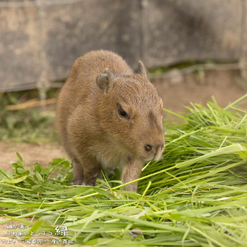 渡辺克仁さんのインスタグラム写真 - (渡辺克仁Instagram)「おはようございます。  #カピバラ #水豚 #capybara #おはよう」7月15日 7時00分 - katsuhito.watanabe