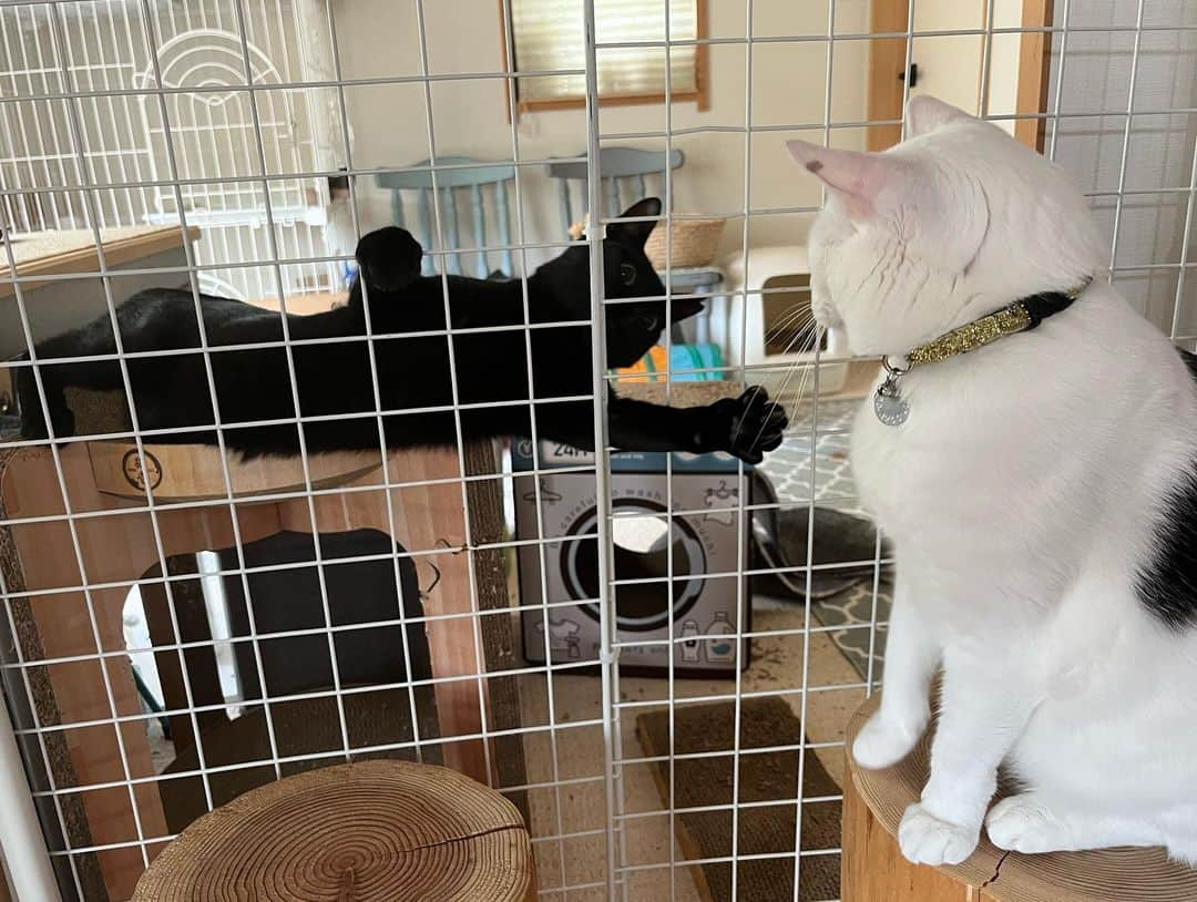 小野真弓さんのインスタグラム写真 - (小野真弓Instagram)「おはようございます☺️🌥️  東京のど真ん中🏙️✨ お仕事かーさん。  毎日暑いですねぇ☀️ 湿気もあって重たくなりがち、、🦥  週末ですね☺️ いかがお過ごしですか❓ 私は、かき氷を食べに行きたい！(о´∀`о)願望🍧✨  みんなのんびり元気に〜✨ 過ごしています☺️ 🦝🐏🐯🐯🐼🐈‍⬛🐱✨  お忙しいみなさまも、 時にはゆったりと〜 良い週末をお過ごしください☺️🍉🎐  #新宿#都庁#さつえい #お仕事かーさん #犬と猫のいる暮らし#犬猫日記 #ハナ#ハル#アオ#ナナ#ちりん#くー#爽#賑やか家族」7月15日 7時16分 - hanaharuaroi