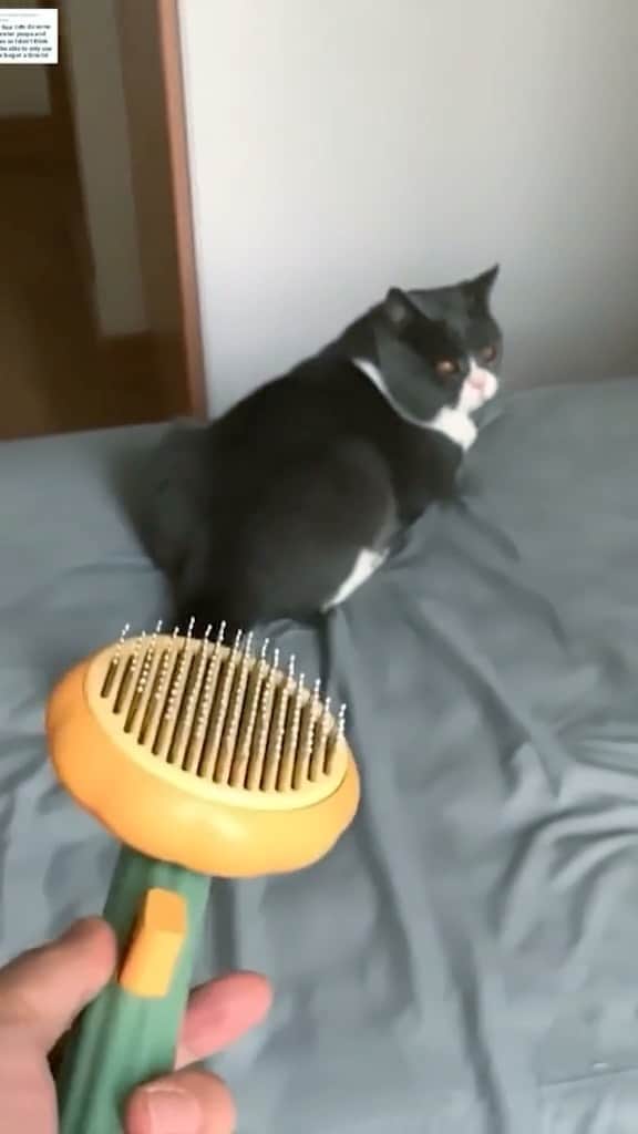 Cute Pets Dogs Catsのインスタグラム：「The gentle yet effective bristles effortlessly remove stray hairs, reducing shedding and leaving your cat’s coat sleek and healthy.  Only today 37% off 🎉  Link in our Bio @kittens_of_world   You can find all additional information on our 9Lives store.  #catsdaily #catnip #catslove #catsuit #catsworld #catsforlife #catslifestyle #catsinstagram #catrules #catvideooftheday #catphotoshoot #caturdaynight #catventures」
