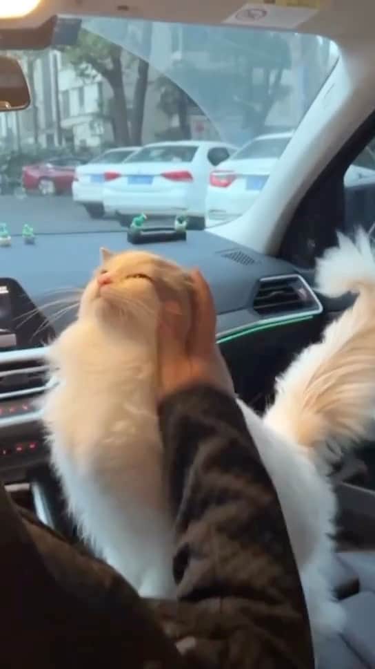 Cute Pets Dogs Catsのインスタグラム：「Good kitty. 😍  Credit: dm  For all crediting issues and removals pls DM .  Note: we don’t own this video, all rights go to their respective owners. If owner is not provided, tagged (meaning we couldn’t find who is the owner), pls DM and owner will be tagged shortly after.  #chat #neko #gato #gatto #meow #kawaii #nature #pet #animal #instacat #instapet #mycat #catlover #cutecats #cutest #meow #kittycat #topcatphoto #kittylove #mycat #instacats #instacat #ilovecat #kitties #gato #kittens #kitten」