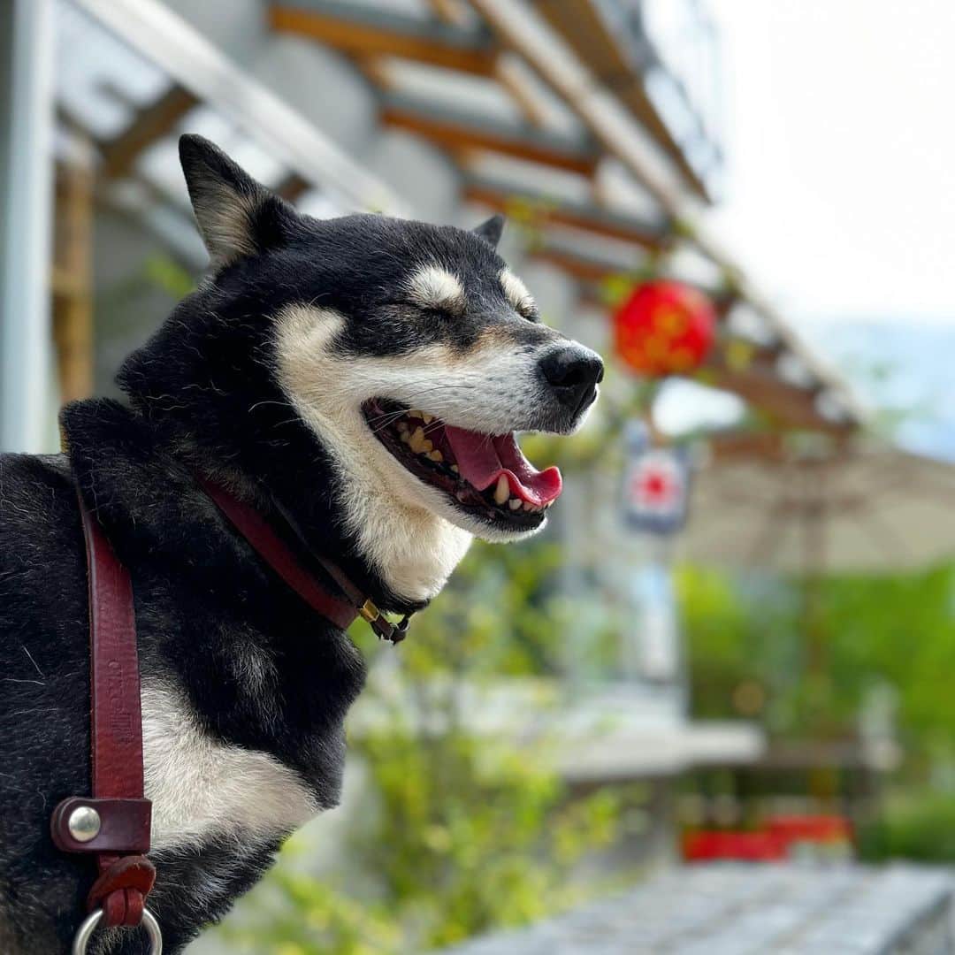 vo_coのインスタグラム：「🍧 THE 夏！ 直射日光がないだけマシか ＊ #shibastagram #instashiba #shiba #shibainu #黒柴 #柴犬」