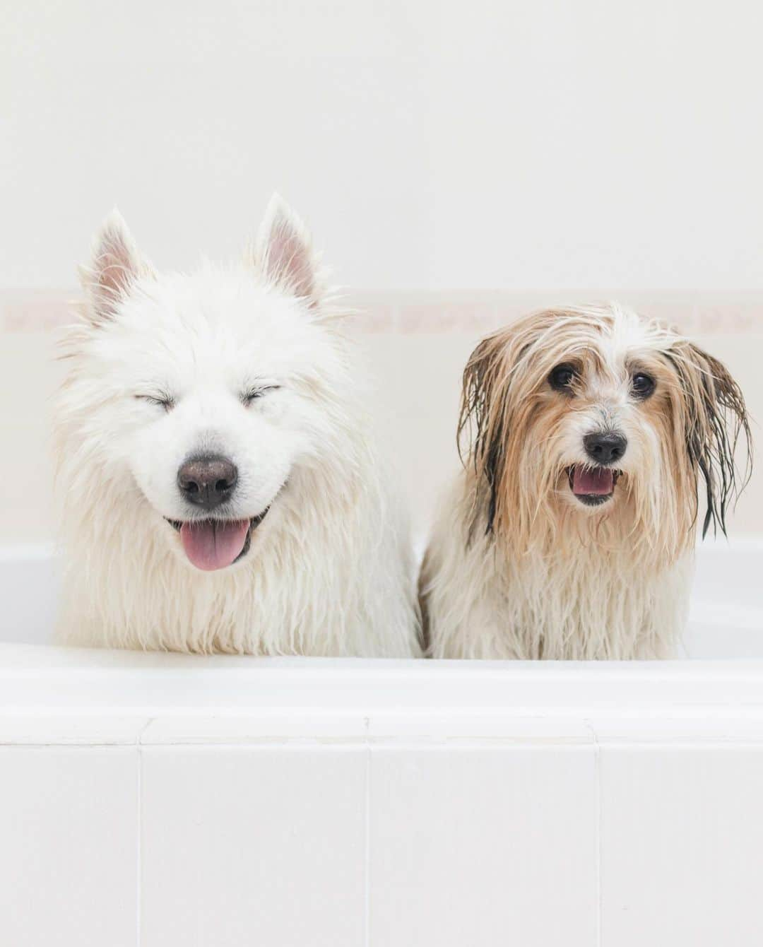 Loki the Corgiのインスタグラム：「Bear and Momo don’t mind baths as much when they get them together 🐻‍❄️🐶🛁」