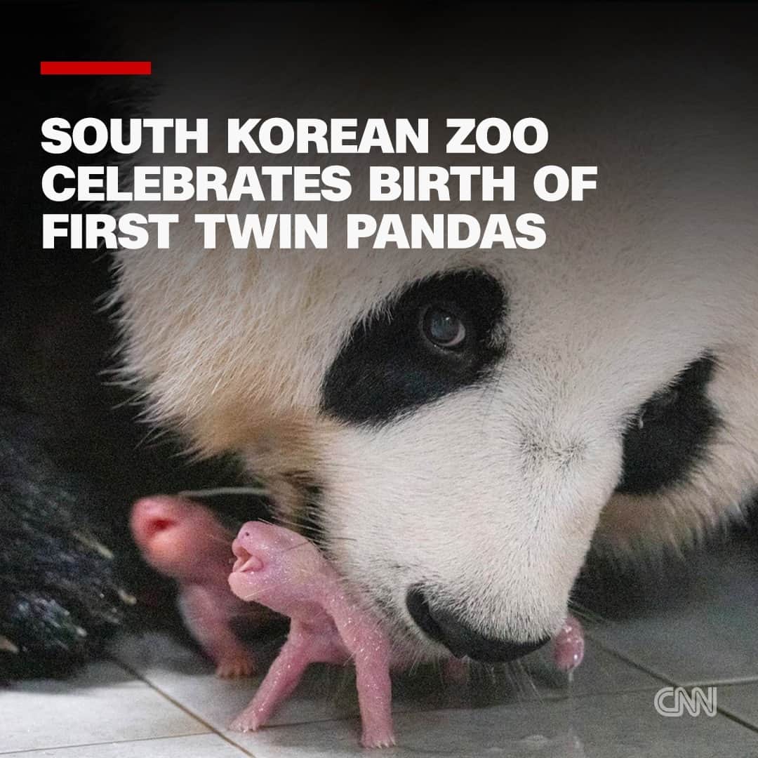 CNNさんのインスタグラム写真 - (CNNInstagram)「A giant panda at a South Korean zoo has given birth to the country's first twin cubs.  The palm-sized female pandas were born at the Everland Resort theme park southeast of the capital Seoul on July 7, the zoo said in a statement.  The twins' birth is considered rare – there's less than a 50% chance of pandas giving birth to twins – and in the wild, they struggle to survive as mothers can often only care for one of their cubs.  Read more at the link in our bio.  📸: Samsung C&T/Yonhap/Reuters」7月15日 9時00分 - cnn