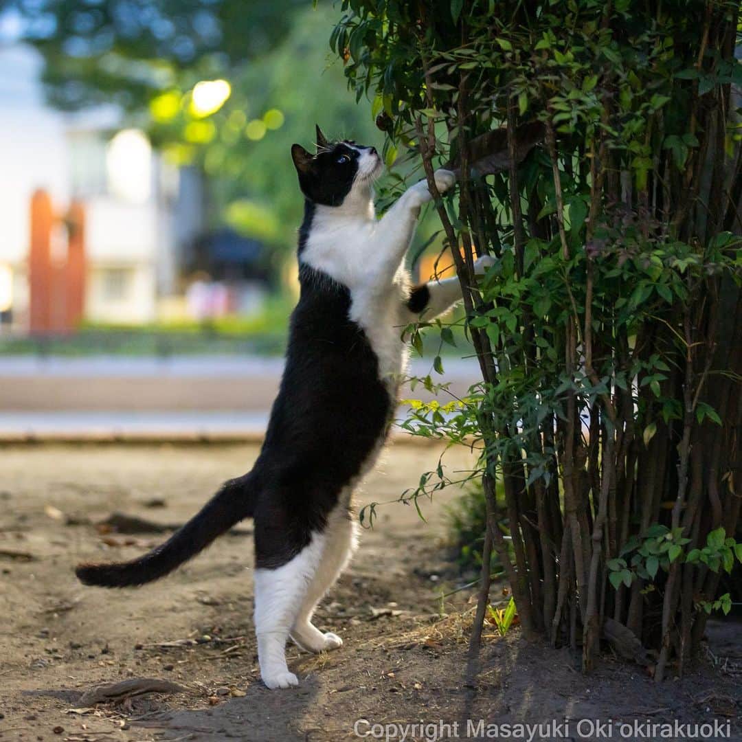 Masayukiのインスタグラム：「見守る。  #cat #ねこ #猫 #夜にゃん #東京カメラ部 #nekoclub  #mmgtw #my_eos_photo  #yourshotphotographer」