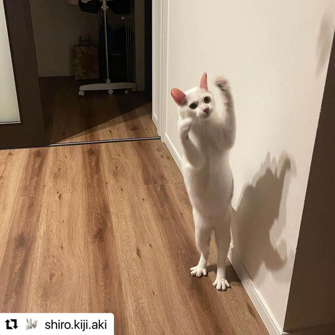 【公式】いぬのきもち・ねこのきもちのインスタグラム：「#Repost @shiro.kiji.aki さんのあき君。  足が鳥みたいになってるよ🦆  影も不思議だし🤔 もしかして、 返信できちゃったりして😄  ハッシュタグ #いぬのきもち #ねこのきもち に投稿いただいた可愛い写真をご紹介しています！ 「いぬのきもちWEB　MAGAZINE」、「ねこのきもちWEB MAGAZINE」でもご紹介させていただくことも！  -------------------  .  #ねこ #猫  #ねこすたぐらむ #ねこのきもち #ねこ好き #ねこと暮らす #ねこ好きさんと繋がりたい #猫好きな人と繋がりたい #猫がいる生活 #猫と暮らす#猫好き #cat #catstagram #catsofinstagram #cats_of_instagram」