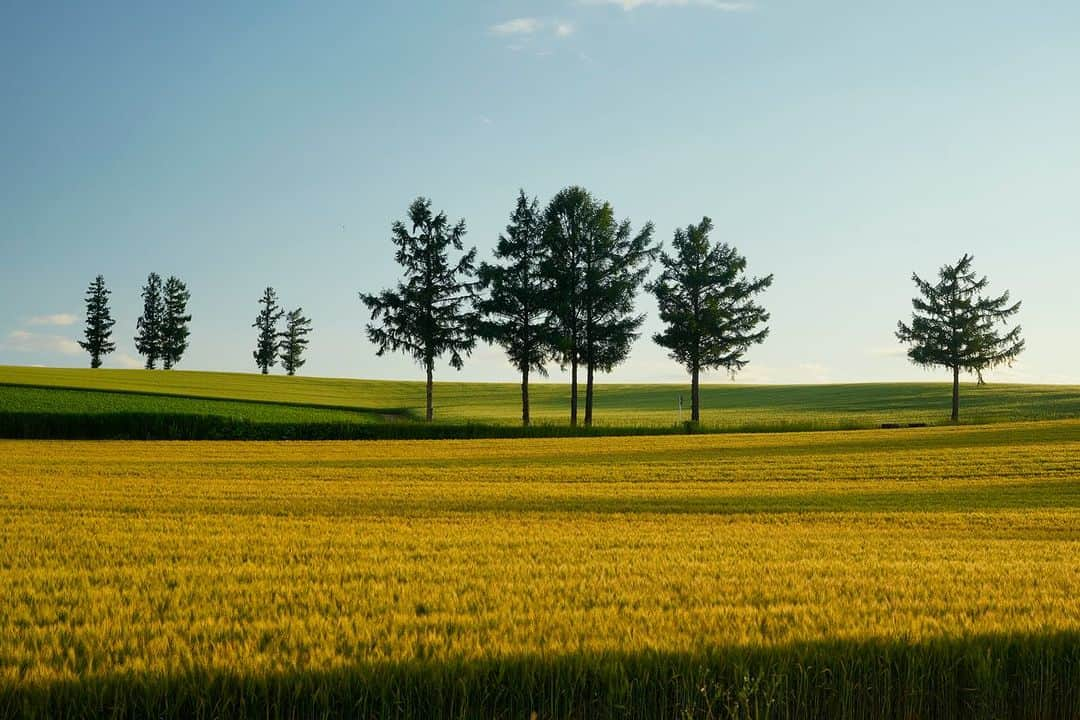 Michael Yamashitaさんのインスタグラム写真 - (Michael YamashitaInstagram)「What’s under the snow? A return to the Biei Hills in summer for another look at some of Hokkaido most famous trees. #bieihokkaido #biei #hokkaidowinter #hokkaidosummer  #hokkaidojapan」7月15日 10時23分 - yamashitaphoto