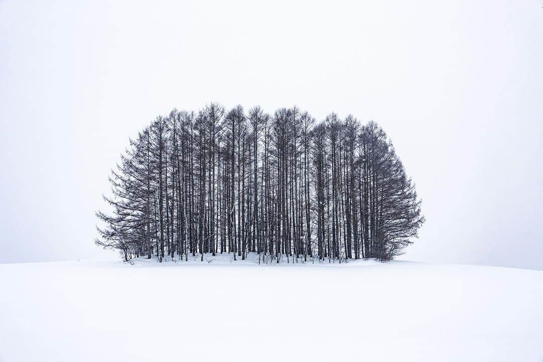 Michael Yamashitaさんのインスタグラム写真 - (Michael YamashitaInstagram)「What’s under the snow? A return to the Biei Hills in summer for another look at some of Hokkaido most famous trees. #bieihokkaido #biei #hokkaidowinter #hokkaidosummer  #hokkaidojapan」7月15日 10時23分 - yamashitaphoto