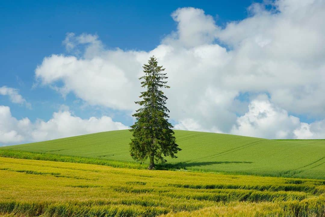 Michael Yamashitaさんのインスタグラム写真 - (Michael YamashitaInstagram)「What’s under the snow? A return to the Biei Hills in summer for another look at some of Hokkaido most famous trees. #bieihokkaido #biei #hokkaidowinter #hokkaidosummer  #hokkaidojapan」7月15日 10時23分 - yamashitaphoto