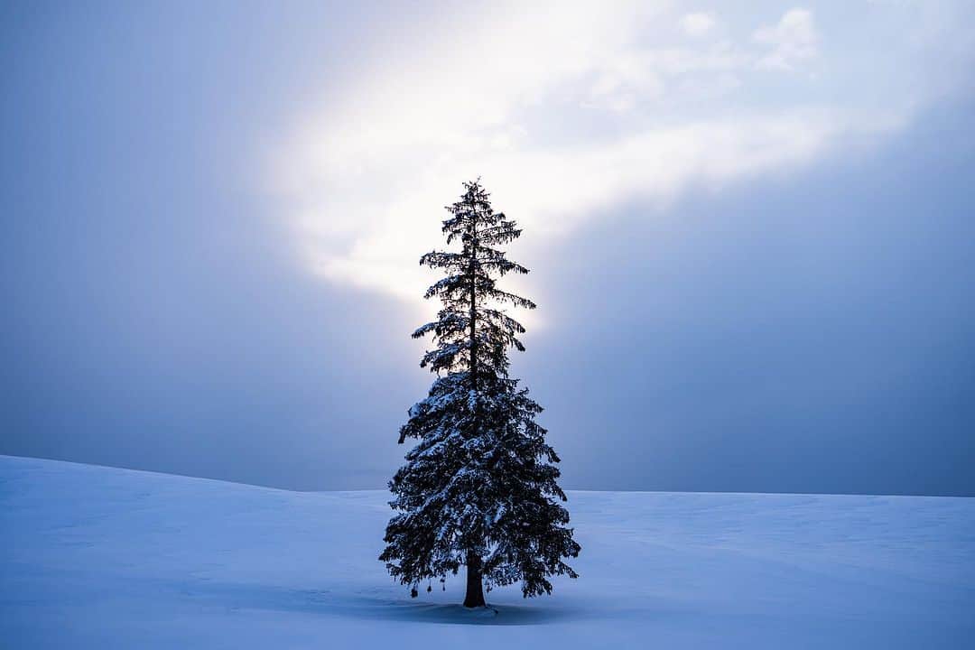 Michael Yamashitaのインスタグラム：「What’s under the snow? A return to the Biei Hills in summer for another look at some of Hokkaido most famous trees. #bieihokkaido #biei #hokkaidowinter #hokkaidosummer  #hokkaidojapan」