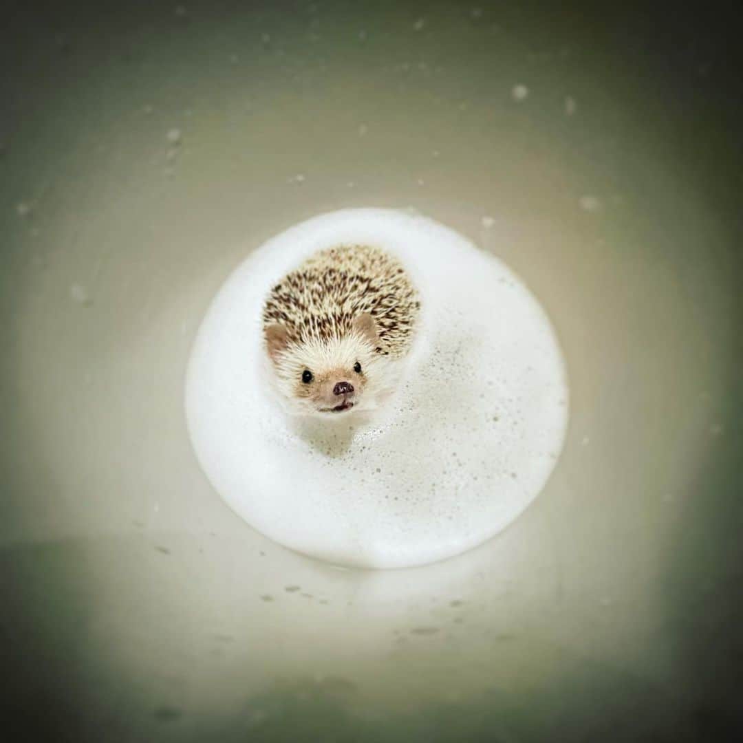 あずきのインスタグラム：「Uiro took a bath for the first time in four months. The stinky smell was removed.🛀🏻 うい郎、最近オシッコしたシートの上に寝る癖が出てしまい（ハウスの中）ちょいお匂いがしたので久しぶりにお風呂にいれました。ノルバサンシャンプーしてすっきり✨ . 投稿久しぶりですが、相変わらず元気なうい郎です。 . #はりねずみ #ハリネズミ #hedgehog #pygmyhedgehog #lovelypet #cuteanimals #はりねずみのうい郎 #hedgie #Hérisson #igel#riccio #Erizo #고슴도치 #刺猬 #hedgehogazuki  #hedgehogsofinstagram #animaladdicts #cuddles #meowed #petscorner  #cutepetclub #cozy #bathtime #spatime #お風呂」