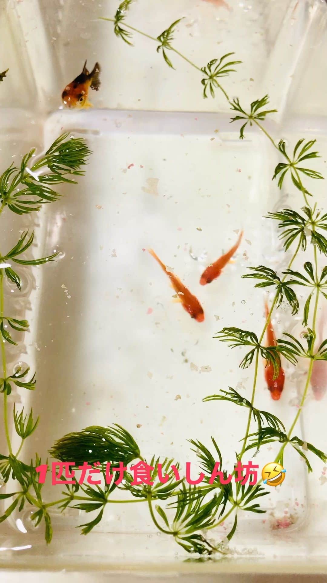 花清まゆこのインスタグラム：「近所のお祭りで、  息子たちが取った金魚たち☺️  金魚すくいが無料って！今どき凄い‼️  黒い模様の金魚ちゃん、 めちゃくちゃ食いしん坊でビックリ（笑）  元気に育ってくれたらいいなぁ✨  我が家には、グッピーと巨大金魚がいるのですが、 さすがに一緒にはできないので、、 今日はとりあえず、虫かごに水草だけ入れた中で過ごしてもらいます🐟  #お祭り #金魚 #金魚すくい #金魚飼育  #無料イベント  #夏祭り #夏ですね」