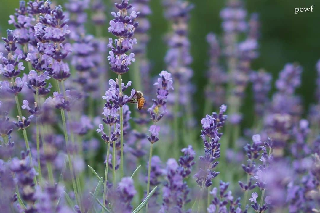 anemone_69さんのインスタグラム写真 - (anemone_69Instagram)「🪻🪻🪻🐝 . #ラベンダー と #ミツバチ #lavender #honeybee #ご近所散歩 . . .」7月15日 20時41分 - powf