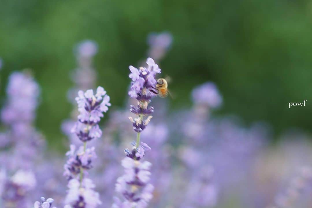 anemone_69さんのインスタグラム写真 - (anemone_69Instagram)「🪻🪻🪻🐝 . #ラベンダー と #ミツバチ #lavender #honeybee #ご近所散歩 . . .」7月15日 20時41分 - powf