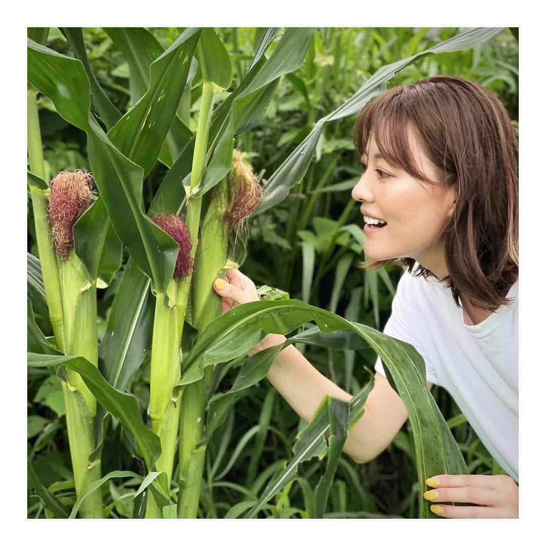 羽舞咲のインスタグラム：「🎗Corn field ⁡ わたしが「トウモロコシ」大好きすぎて 5月ごろ旦那さんがトウモロコシの種を 畑に植えてくれました✨ ⁡ その数なんと 35,000粒！！ ⁡ いつも桁違いのスケールなのが 旦那さんらしいんですが… ⁡ わさわさ育って実がついてきた！！🌽 ⁡ なんでこんなにたくさん作るのか聞くと たくさんの人にプレゼントするそうです w ⁡ 8月には甘くて美味しいトウモロコシが食べられるかな？ ⁡ 今日も心豊かに 今を楽しんでいこうね♪(*´-`*) ⁡ ⁡ ┅┅┅┅┅┅┅┅┅┅┅┅┅┅┅┅┅┅┅┅ ⁡ 🎧神宮前ラジオ 「羽舞咲のゆるゆるビューティ研究所」 （毎週水曜日オンエア） ⁡ 🇨🇱「ラテンマインド研究室」 ラテンマインドを通じて当たり前を考え直し、日本人の殻を破るzoomワークショップ ⁡ 🌴10月13日（金）〜15日（日） 「ラテンリトリート」in 五島列島 ⁡ 心を込めてお届けします♡ ⁡ @herbemi プロフィールリンクをチェック！！ ⁡ ┅┅┅┅┅┅┅┅┅┅┅┅┅┅┅┅┅┅┅┅ ⁡ #サスティナブル #風の時代 #シンプルライフ #ライフシフト #スローライフ #ヘルシーライフ #セルフラブ #ナチュラルライフ #癒し時間 #旅する人生 #サスティナブルライフ #自分らしく生きる #地方移住 #五島列島 #トウモロコシ畑 #自然暮らし #羽舞咲」