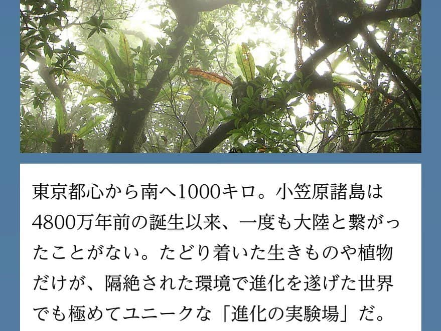 尾花貴絵さんのインスタグラム写真 - (尾花貴絵Instagram)「🏝 . 【お知らせ】 7月22日(土) 10時40分～放送 NHK BSプレミアム／NHK BS4K  世界に誇る日本の大自然をBS4Kで体感！ 「絶景ぜんぶ見せます！世界自然遺産 ―小笠原諸島―」 . 日本で初めて世界自然遺産が登録されて30年。 それを記念して放送される、こちらの番組にゲスト出演 致します。  ＼陸・海・空4K中継！／ 小笠原諸島の絶景＆生命の不思議をぜひ🔭🌍🌿 . ゲスト： 相葉雅紀さん 宮崎美子さん ハナコ・岡部大さん 尾花貴絵 (野鳥研究者) 川上和人さん . . #NHK #世界自然遺産 #絶景 #小笠原諸島 #父島 #母島 #みてね」7月15日 21時30分 - kie_obana_