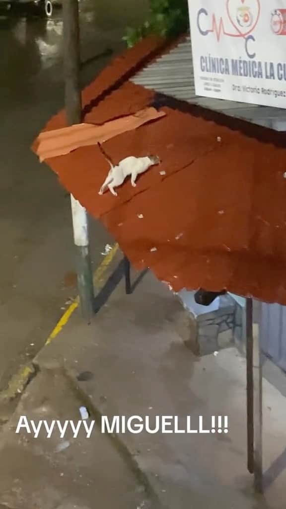 Cute Pets Dogs Catsのインスタグラム：「He still landed on his feet 🤷🏻‍♀️  Credit: beautiful itsluiserazo_ (tt) ** For all crediting issues and removals pls 𝐄𝐦𝐚𝐢𝐥 𝐮𝐬 ☺️  𝐍𝐨𝐭𝐞: we don’t own this video/pics, all rights go to their respective owners. If owner is not provided, tagged (meaning we couldn’t find who is the owner), 𝐩𝐥𝐬 𝐄𝐦𝐚𝐢𝐥 𝐮𝐬 with 𝐬𝐮𝐛𝐣𝐞𝐜𝐭 “𝐂𝐫𝐞𝐝𝐢𝐭 𝐈𝐬𝐬𝐮𝐞𝐬” and 𝐨𝐰𝐧𝐞𝐫 𝐰𝐢𝐥𝐥 𝐛𝐞 𝐭𝐚𝐠𝐠𝐞𝐝 𝐬𝐡𝐨𝐫𝐭𝐥𝐲 𝐚𝐟𝐭𝐞𝐫.  We have been building this community for over 6 years, but 𝐞𝐯𝐞𝐫𝐲 𝐫𝐞𝐩𝐨𝐫𝐭 𝐜𝐨𝐮𝐥𝐝 𝐠𝐞𝐭 𝐨𝐮𝐫 𝐩𝐚𝐠𝐞 𝐝𝐞𝐥𝐞𝐭𝐞𝐝, pls email us first. **」