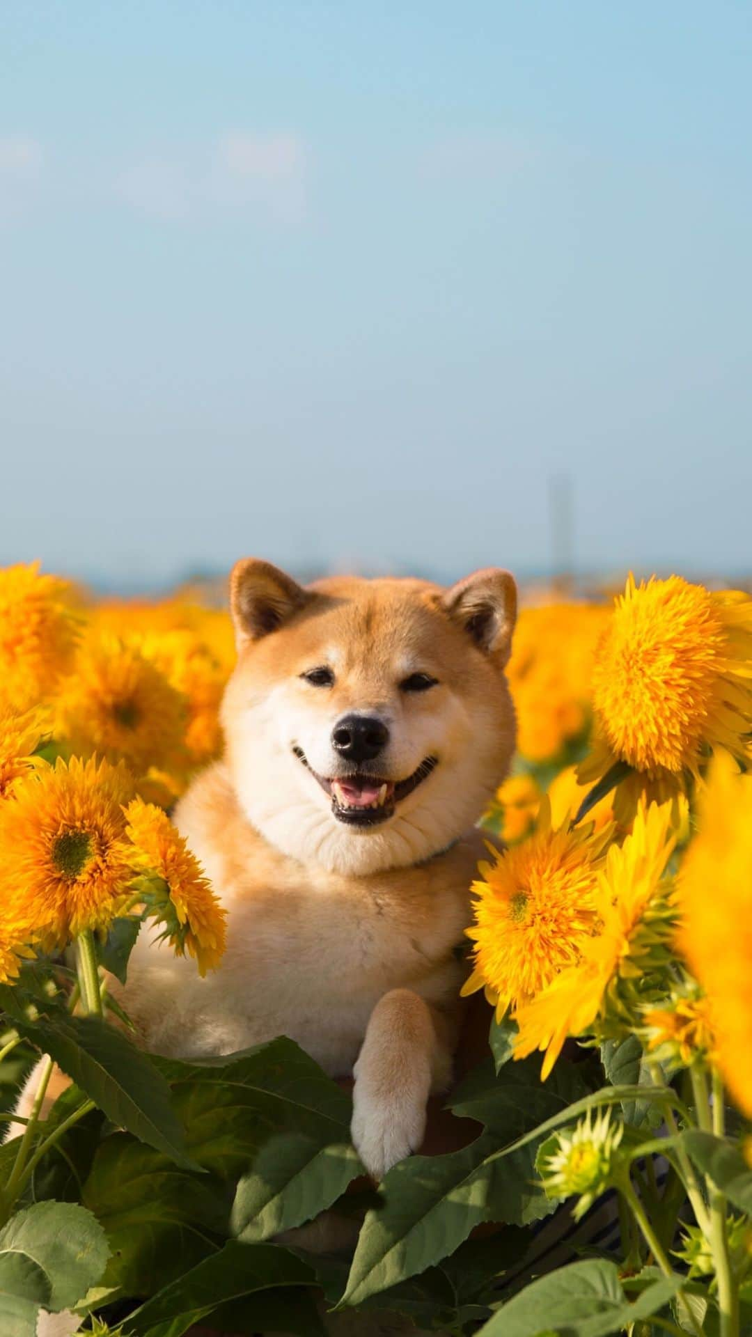 まる（まるたろう）のインスタグラム：「ひまわりが世界一似合う柴犬ってまるって事でいい？🌻🌻🌻🌻🐶🌻🌻🌻 #決定 #ミスターヒマワリ #お花を愛しお花に愛された柴犬 #シュゲーだろ」