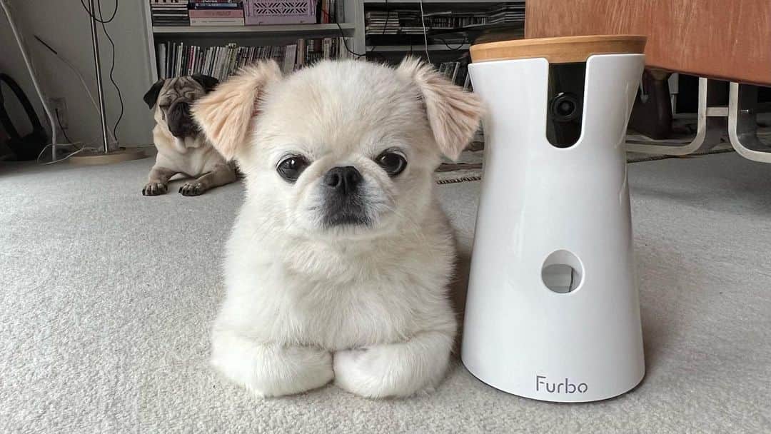 おもちくんさんのインスタグラム写真 - (おもちくんInstagram)「みなさんこんにちは🥷🏻 Furbo のセールがはじまります✌🏼 17,000円OFF🍶  いつも見守ってくれるFurboを使いはじめてはや6年🥷🏻 Furboの好きなところは、ふとした瞬間の録画機能と１日のお留守番のようすを軽快な音楽にのせてまとめてくれる機能(2枚め)です☺️😂  詳しくはプロフィールのURLからどうぞ✌🏼」7月15日 13時03分 - omochi_kun