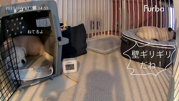 おもちくんさんのインスタグラム写真 - (おもちくんInstagram)「みなさんこんにちは🥷🏻 Furbo のセールがはじまります✌🏼 17,000円OFF🍶  いつも見守ってくれるFurboを使いはじめてはや6年🥷🏻 Furboの好きなところは、ふとした瞬間の録画機能と１日のお留守番のようすを軽快な音楽にのせてまとめてくれる機能(2枚め)です☺️😂  詳しくはプロフィールのURLからどうぞ✌🏼」7月15日 13時03分 - omochi_kun