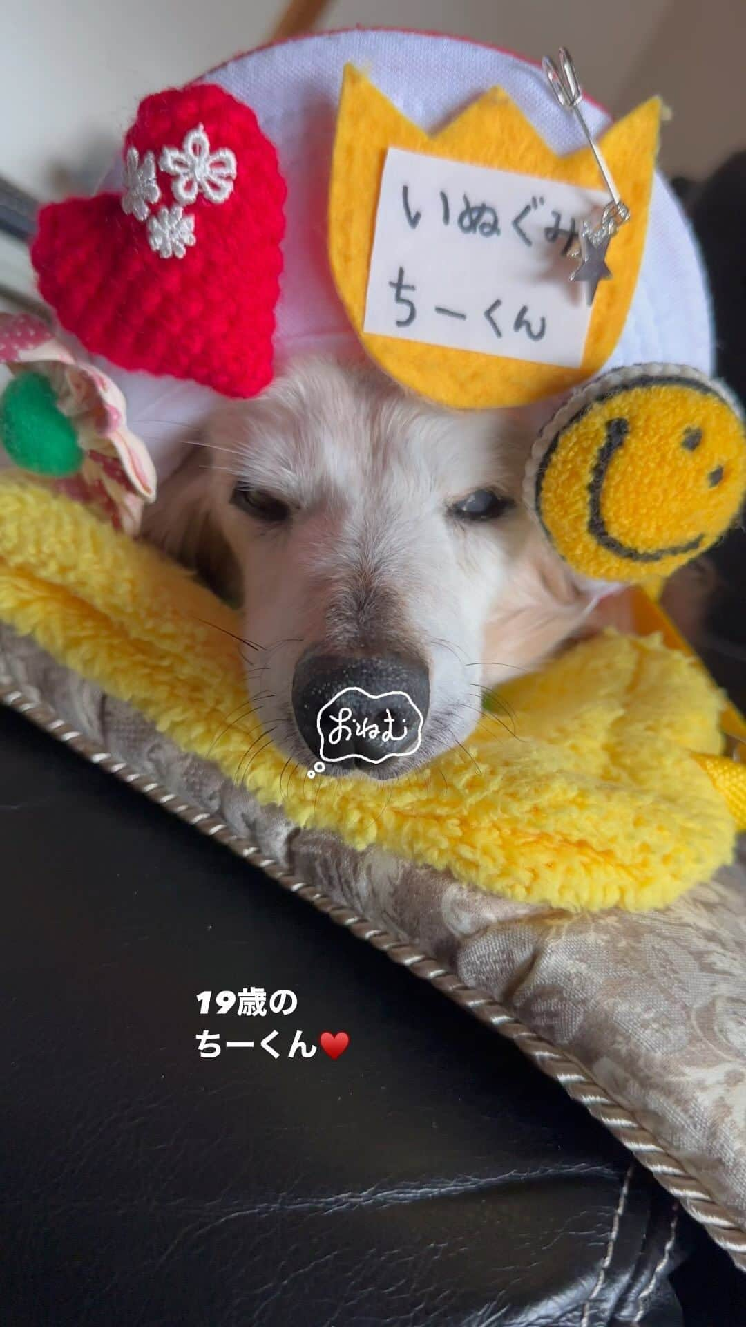 向日葵?のインスタグラム：「どこでも寝ちゃうお年頃😴 19歳のちーくん♥️ ＊ #いぬぐみ📛にじぐみ🌈登園日  #ミニチュアダックス#いぬぐみ📛 #pecoいぬ部#ハイシニア犬 #ハイシニアダックス#19歳犬#老犬ダックス #シニア犬#わんぱく部#todayswanko #ダックスの日常 #クーピーちゃん #Miniaturedachshund #ダックスフンド #ダックス大好き#犬のいる暮らし #老犬との暮らし」