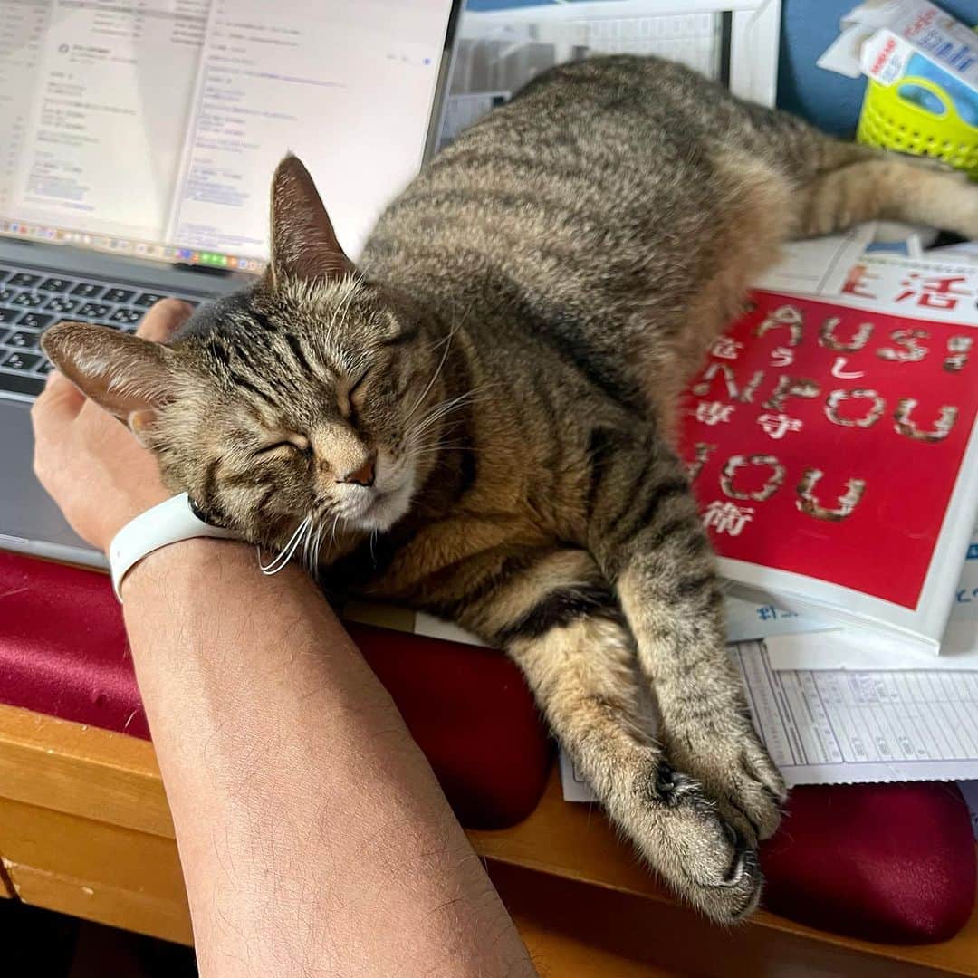 田中要次のインスタグラム：「暑くたって 平気…ニャの #猫Sabi #Bo_nyans #猫のいる暮らし」