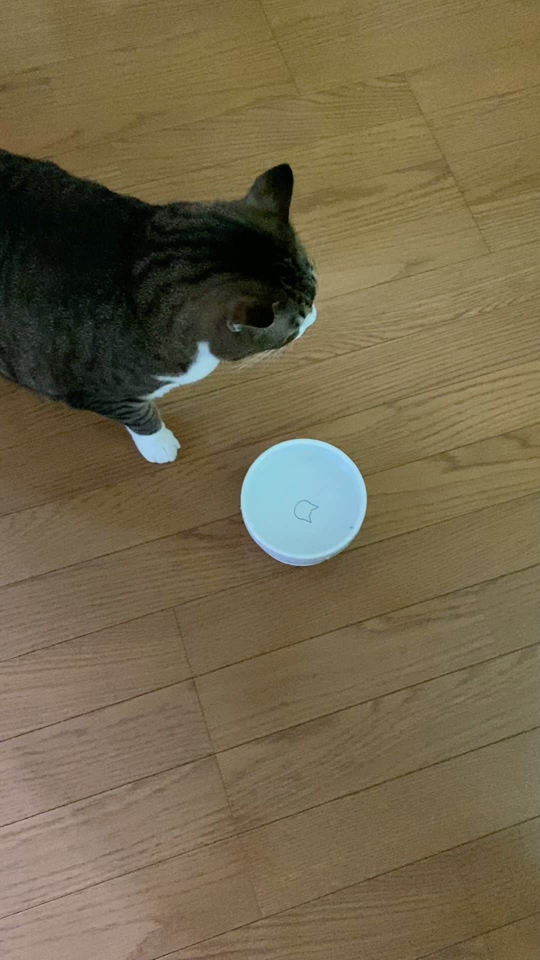 野本かりあのインスタグラム：「ルカは必ず、水面を揺らして 水を飲む。 そういう猫、他にもいるかな？  #lukarly #catstagram #にゃんすたぐらむ #きじしろ」