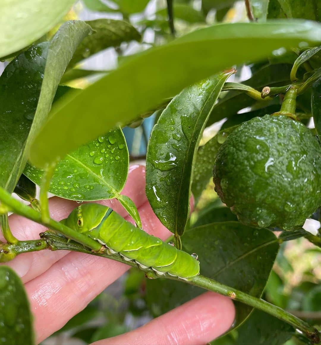 高岡早紀 さんのインスタグラム写真 - (高岡早紀 Instagram)「今年もみつけたよ。 レモンの木に、アゲハ蝶の幼虫。 。 なんか可愛いい。 葉っぱをたくさん食べちゃうけど。」7月15日 14時45分 - saki_takaoka