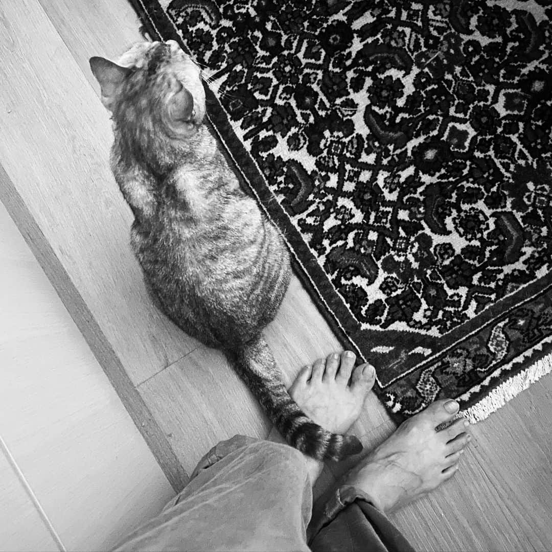 板谷由夏 のインスタグラム：「帰宅すると さりげないようにみせといて 強めに主張する猫 まんまと嬉しいあたし」