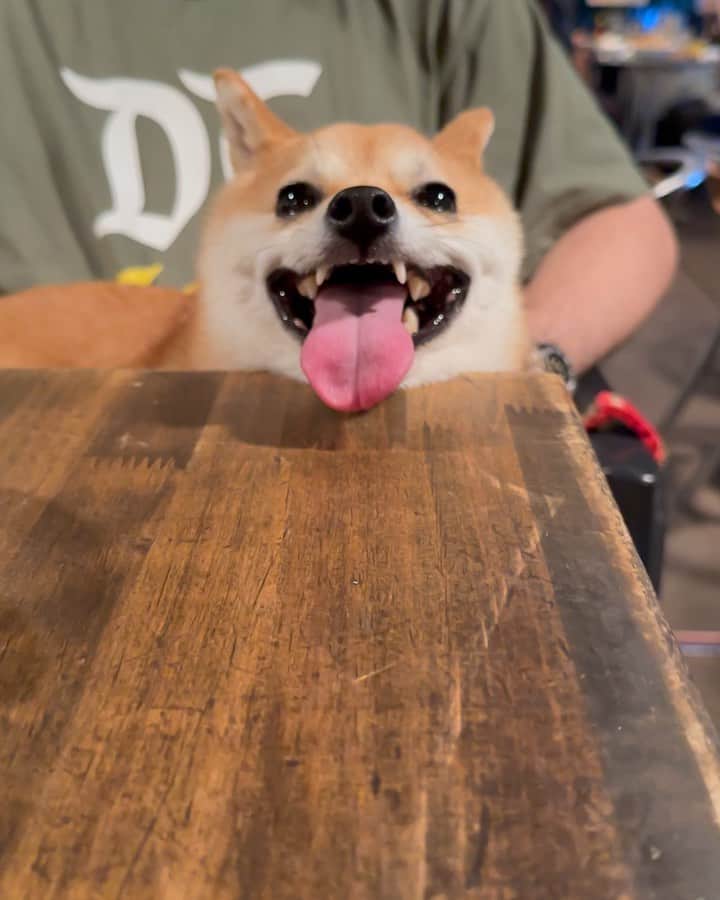 豆柴にこちゃんのインスタグラム：「🐶 ペパカフェフォレストでごはん。  厨房に近い席だったから、 フライパンのカンカン‼️ って音にビビってガクブルのたま。  息も荒くてハァハァしてるから 耳を塞がれたのが2枚目。  でも隣の席が豆柴を飼ってたという 柴マニアファミリーで、 すごくかわいがってくれて、 二匹とも嬉しそうだった！  #柴犬#豆柴#mameshiba #shibastagram#japanphoto#shibainu#犬#shibainumania#犬のいる暮らし#shiba_snap#shibainupuppy#多頭飼い#dog#いぬすたぐらむ#puppy#dogstagram#instadog #doglover#pecoいぬ部#pecotv#いぬのきもち部#狗#子犬#barked#9gag#9gagpets#시바견」
