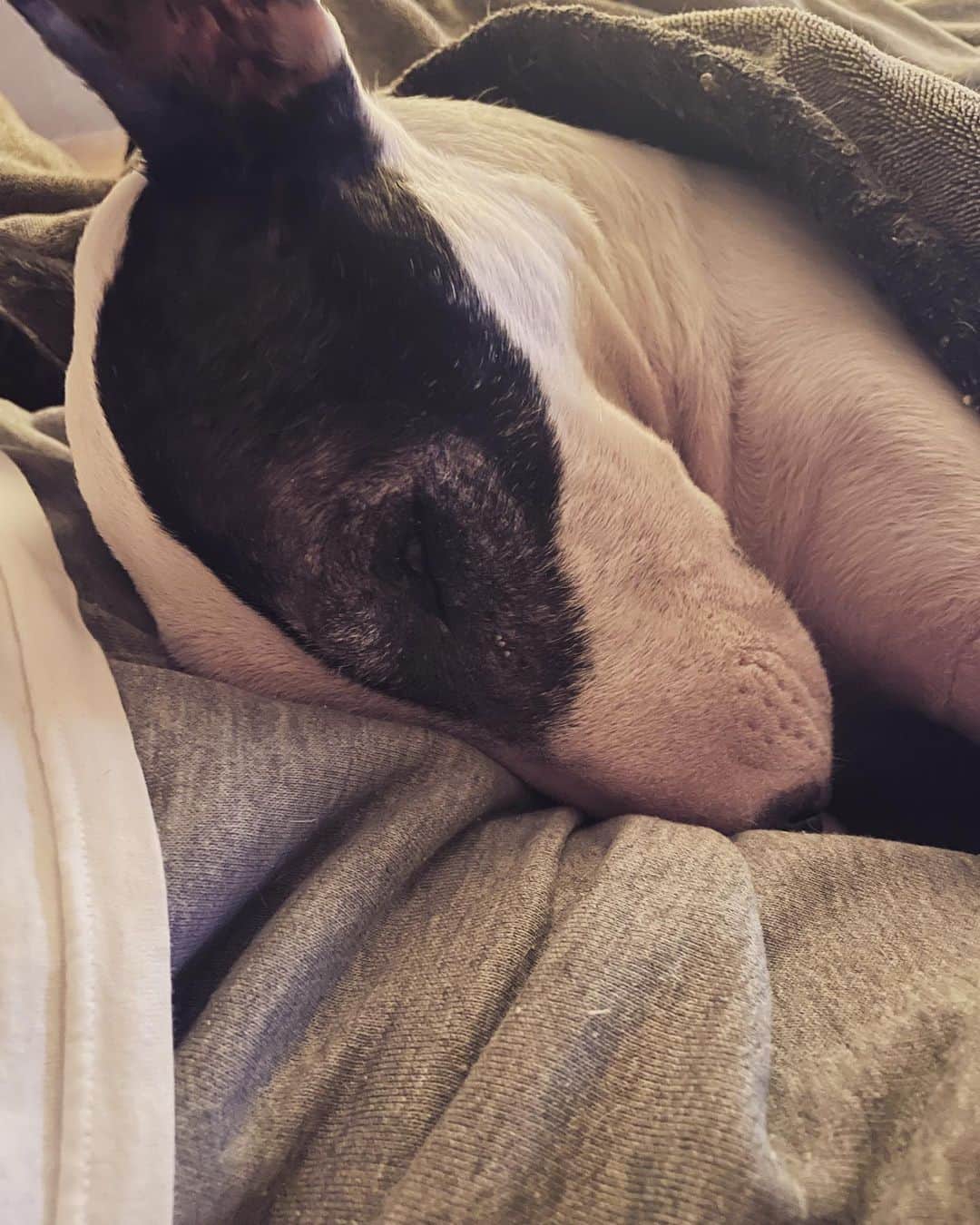 のインスタグラム：「#minituru#bull#terrier#minibullterrier#miniturubullterrier#dog#dogstagram#cute#qtaro#love#family#ミニチュア#ブルテリア#ミニチュアブルテリア#Q太郎」