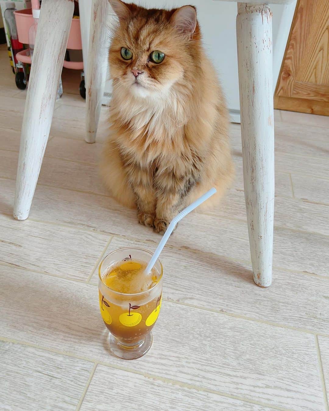 堀田ゆい夏のインスタグラム：「今年も梅シロップが完成しました〜 炭酸で割るとシュワシュワ、美味しい🤤　  椅子の下にスッキリおさまっているぴいなさんと共に。 夏のひととき🤍  #梅シロップ #ねこ#cat」