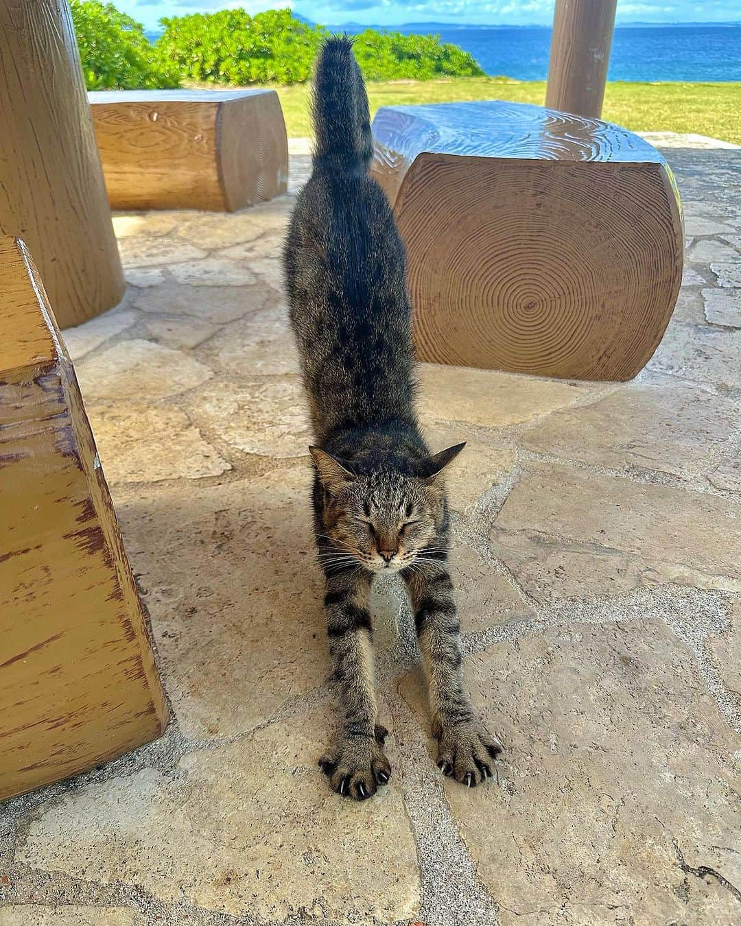 Sarraさんのインスタグラム写真 - (SarraInstagram)「Blue sky🐈🐈💙💙💙 . . . . #久高島#パワースポット#パワー#神の島#猫島#沖縄#沖縄グルメ#沖縄観光#沖縄パワースポット#ねこすたぐらむ#水着#水着コーデ#水着女子#水着ギャル#夏#沖縄観光スポット#ヴィトン#ルイヴィトン#ねこ#猫#貓#okinawa#okinawatrip#hibiscus#kudakaisland#louisvuitton#cat#bikini#bikinigirl#catlovers」7月15日 17時44分 - sarra31247