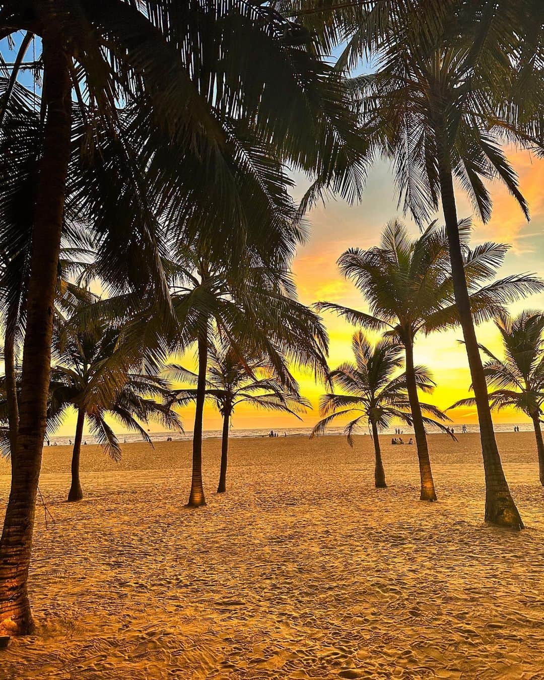 ベイビーリオンのインスタグラム：「. 目を奪われ、心をも奪われるものを追い求め続ける。 ただそれだけ🦁  スリランカ行きの飛行機でsoulという映画を見た。 今の自分にとっても必要な題材の映画だった‼︎ 夕陽を見ることが私の煌めきだ〜🌞🧡 . #sunset #sunsetlovers #sunsetbeach #palmtrees #srilanka #srilankatravel #srilankatrip #スリランカ #夕陽 #ウェルネスライフスタイル #ウェルネスコーチ」